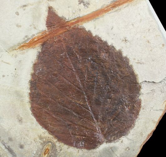 Detailed, Paleocene Fossil Leaf (Davidia) - Montana #71519